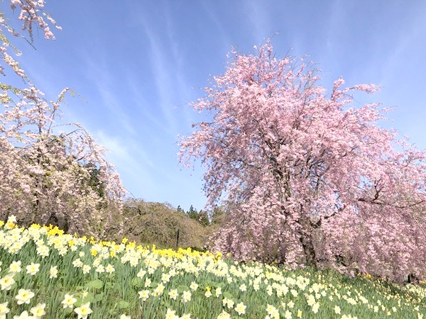 光前寺のしだれ桜