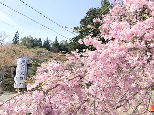光前寺の桜