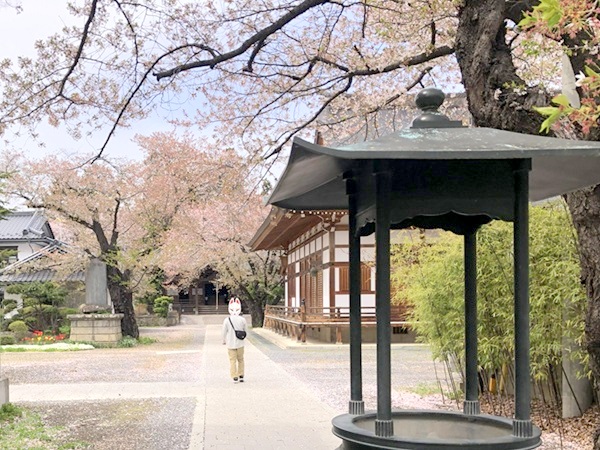 成田山薬師寺の境内と葉桜