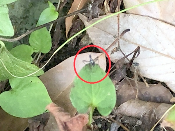 大黒天磨崖仏の下でカマキリの幼虫