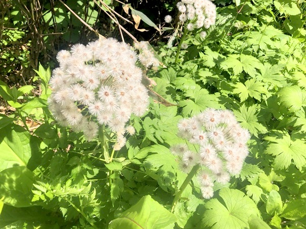 栂池自然園のフキの花