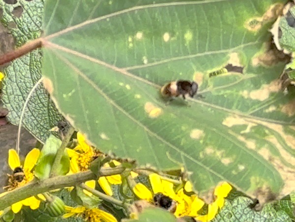 クロマルハナバチの顔を洗う仕草