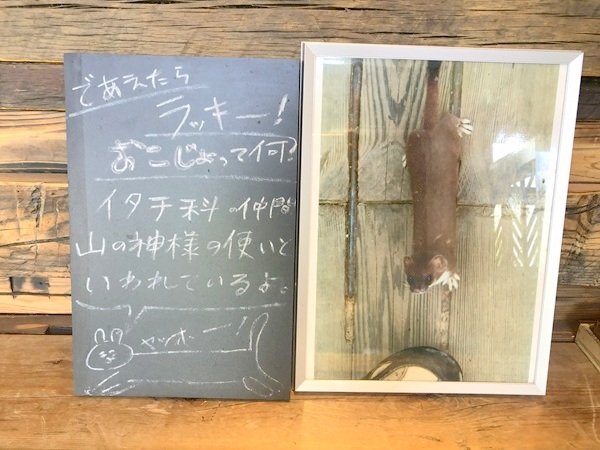 栂池ビジターセンターのおこじょの写真