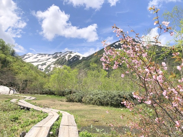 栂池自然園のみずばしょう湿原の桜