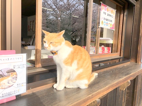 蓮台寺の看板猫ふーちゃん