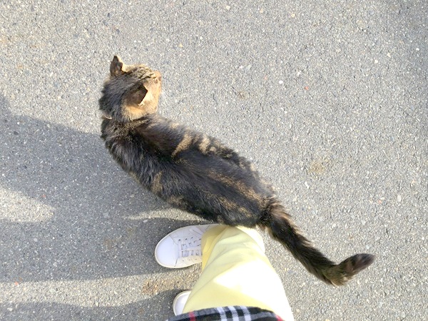 蓮台寺の境内猫