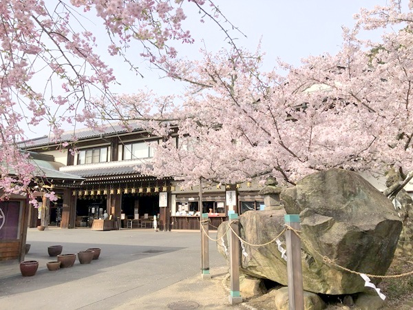 神社側から見た蓮台寺の授与所と桜