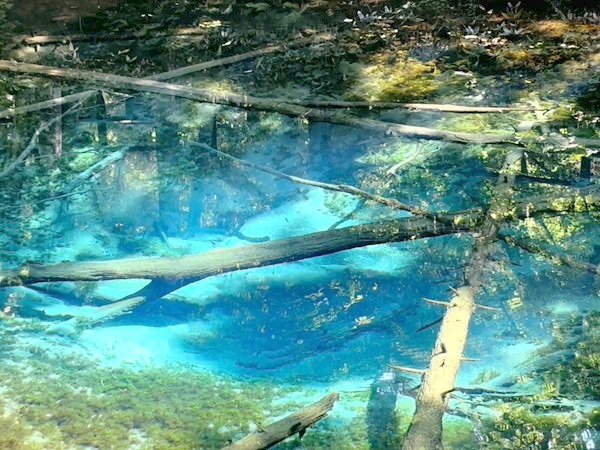 神の子池の水中の倒木