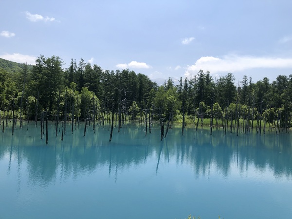 白金青い池の凪の湖面と山の景色